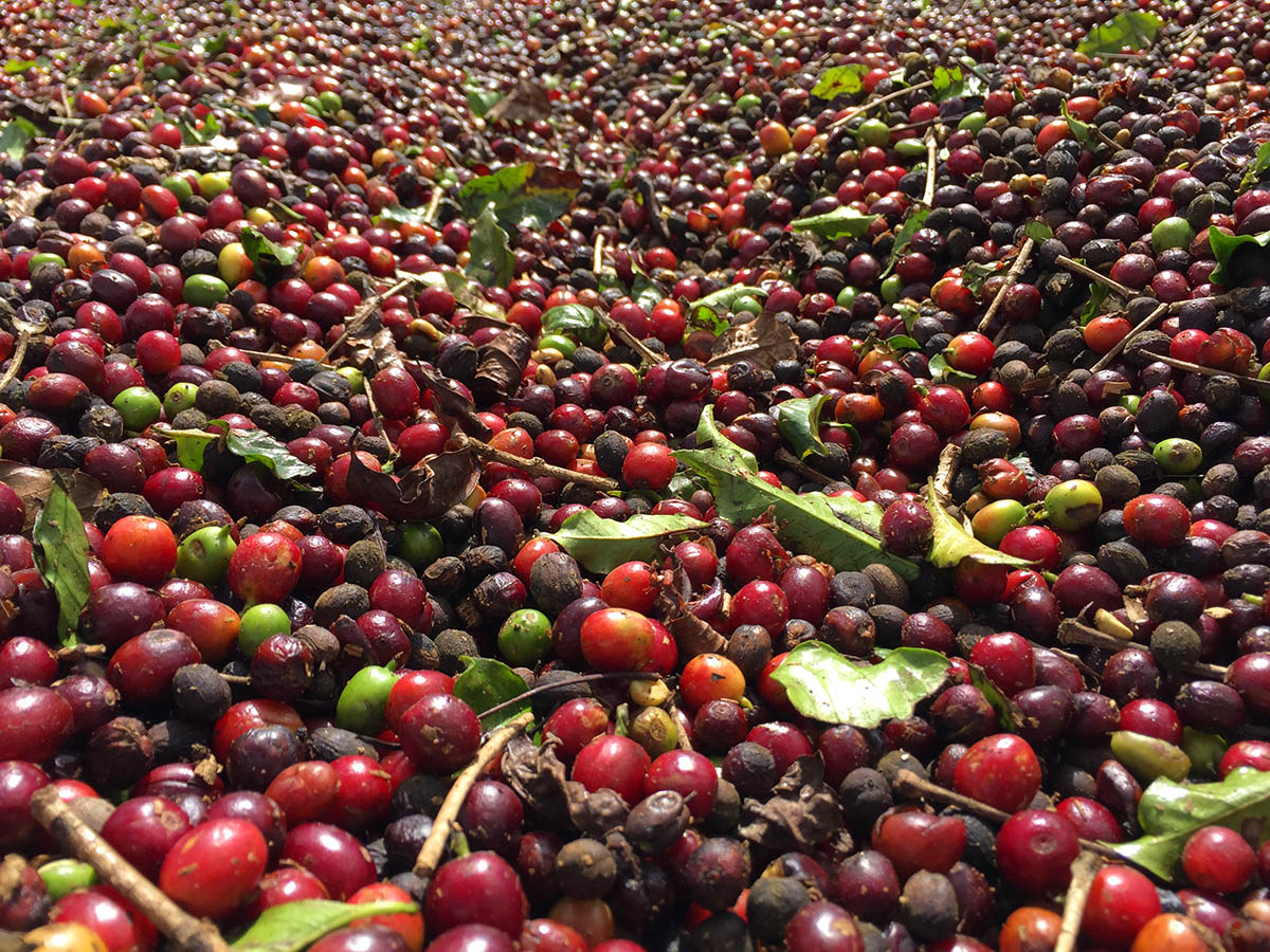 Café Bourbon Amarelo Cafés Pagliaroni®