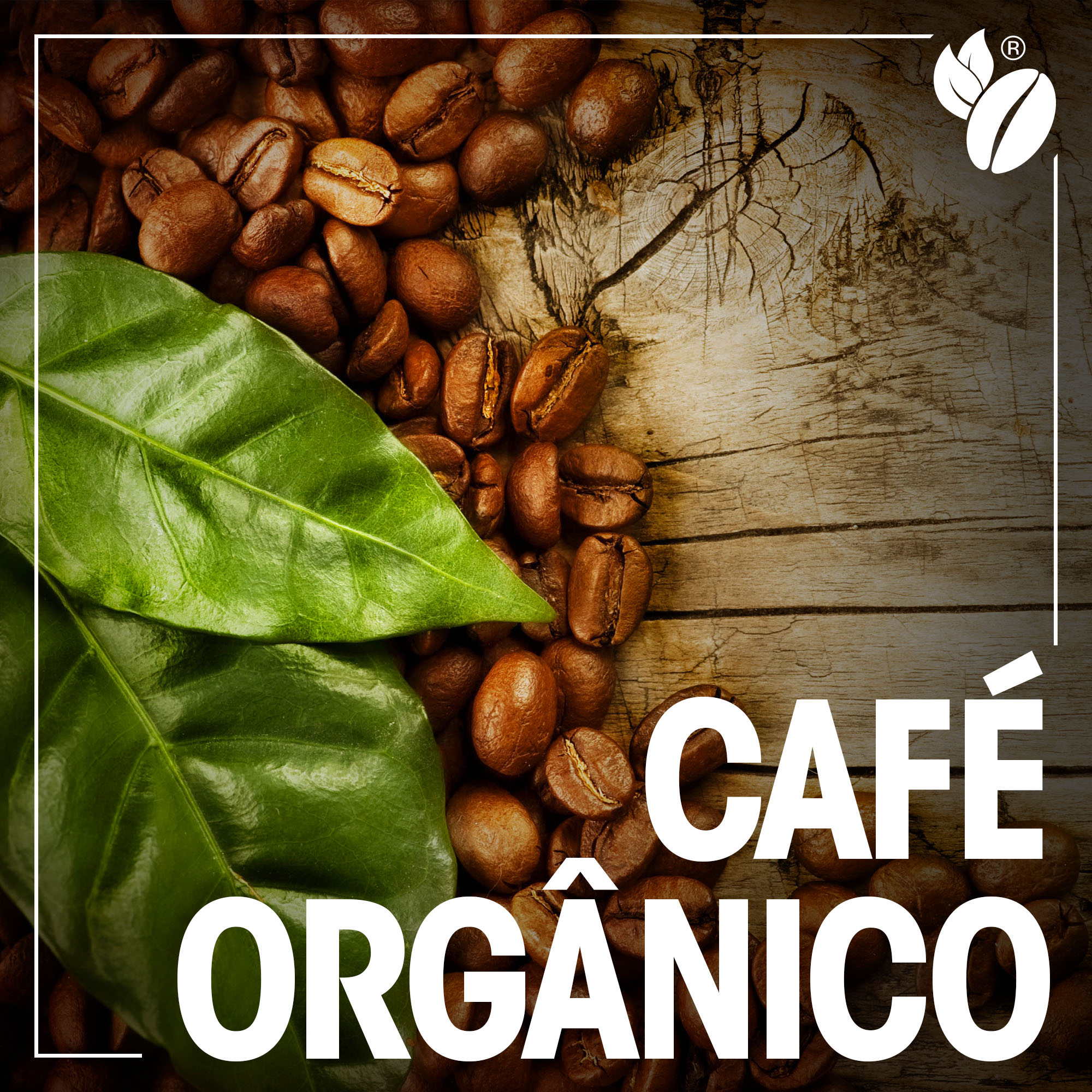 Café Arábica x Café Robusta. Você sabe qual a diferença? - Cafés Pagliaroni