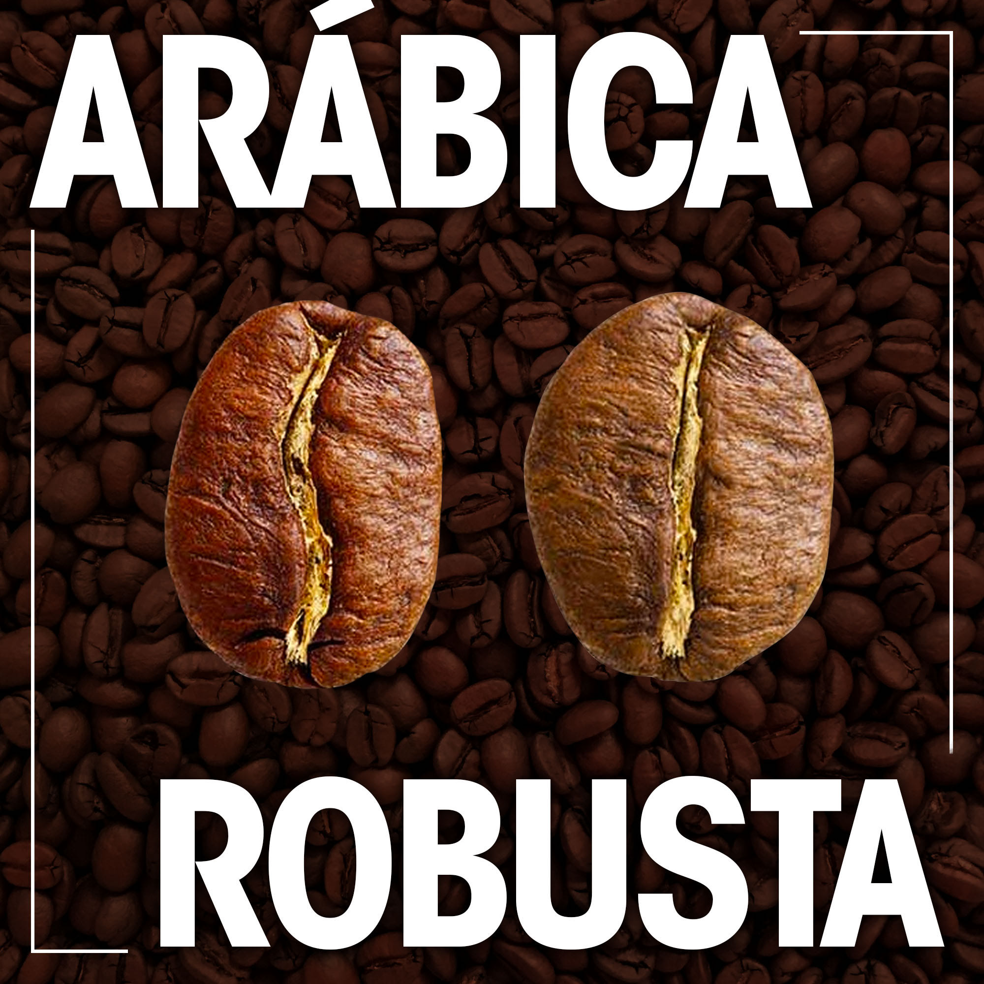 Café Arábica x Café Robusta. Você sabe qual é a diferença?