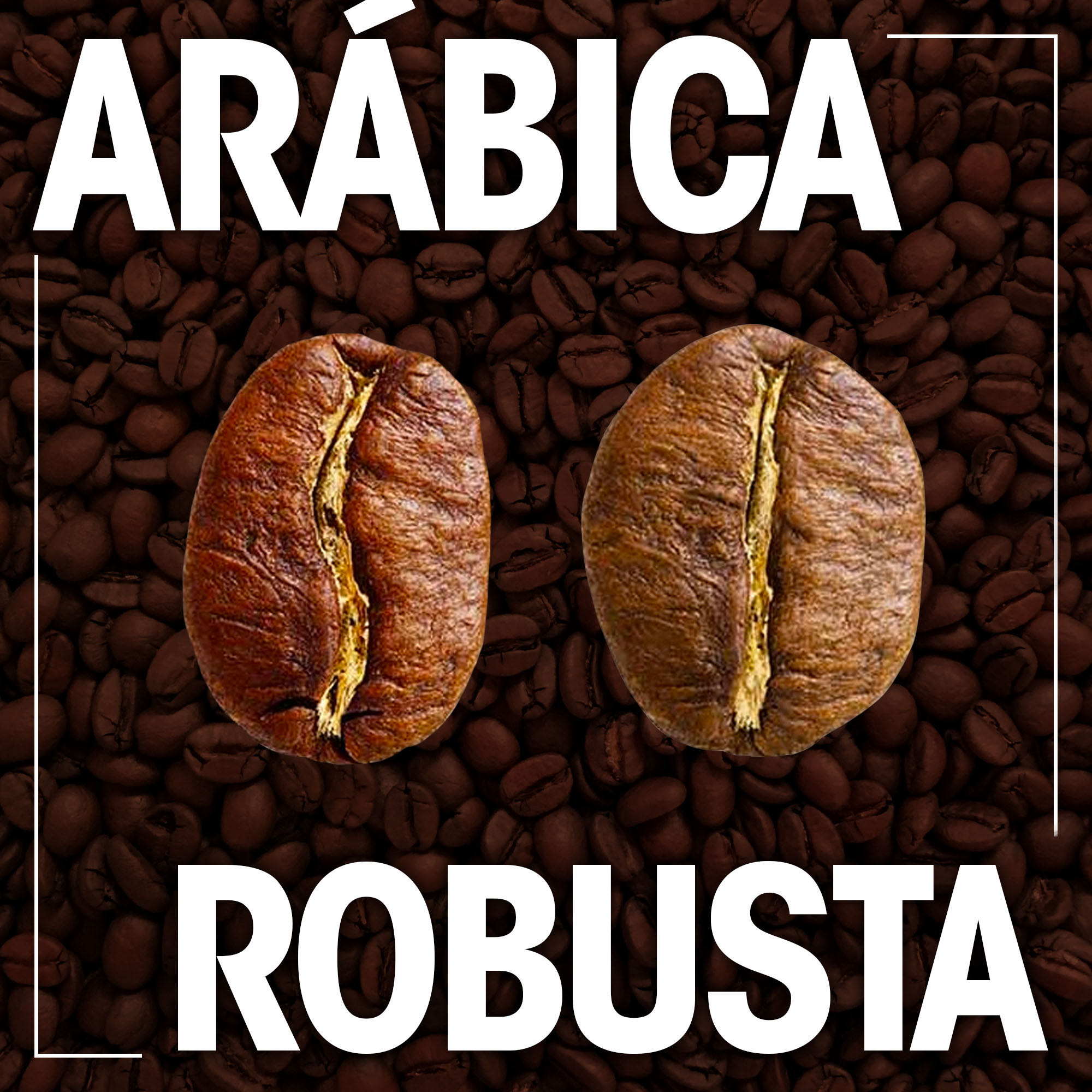 Cafés Especiais - Qual a diferença entre o Café Arábica e ou Robusta?